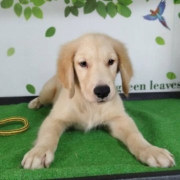 ゴールデンレトリバー【三重県・男の子・2025年7月2日・ゴールド】の写真「可愛い男の子♡」