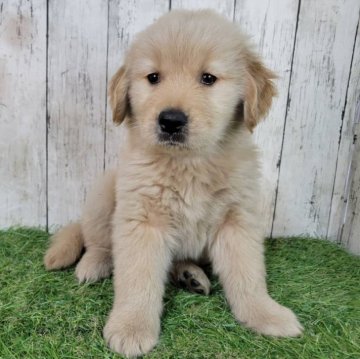 ゴールデンレトリバー【三重県・女の子・2025年9月25日・ゴールド】の写真「総額表示💰父JKCチャンピオン✨可愛い女の子♡」