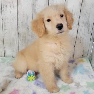 ゴールデンレトリバー【三重県・女の子・2025年9月26日・ゴールド】の写真「お父さんJKCチャンピオン✨可愛い女の子♡」