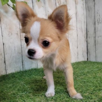 チワワ(ロング)【三重県・男の子・2025年5月1日・レッド&ホワイト】の写真「血統書有‼総額表示‼狂犬病注射済！お散歩できます！」