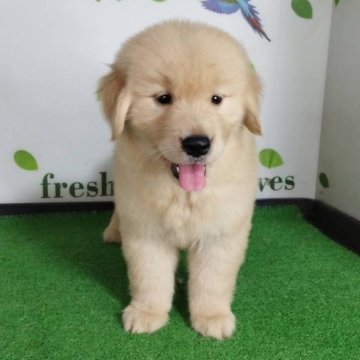 ゴールデンレトリバー【三重県・女の子・2025年8月27日・ゴールド】の写真「総額表示💰父JKCチャンピオン✨可愛い女の子♡」