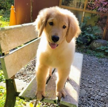 ゴールデンレトリバー【三重県・男の子・2025年8月7日・ゴールド】の写真「総額表示💰可愛い男の子♡」