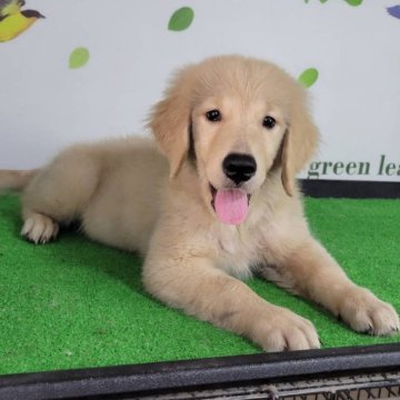 ゴールデンレトリバー【三重県・女の子・2025年7月19日・ゴールド】の写真「総額表示💰可愛い女の子♡」