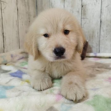 ゴールデンレトリバー【三重県・男の子・2025年8月17日・ゴールド】の写真「総額表示💰可愛い男の子♡」