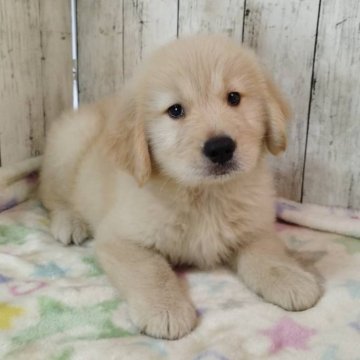 ゴールデンレトリバー【三重県・男の子・2025年8月17日・ゴールド】の写真「総額表示💰可愛い男の子♡」