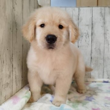 ゴールデンレトリバー【三重県・女の子・2025年9月25日・ゴールド】の写真「総額表示💰父JKCチャンピオン✨可愛い女の子♡」