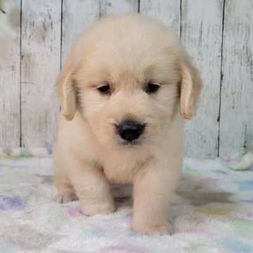 ゴールデンレトリバー【三重県・女の子・2025年9月7日・ゴールド】の写真「父JKCチャンピオン骨格のがっちりした可愛い女の子」