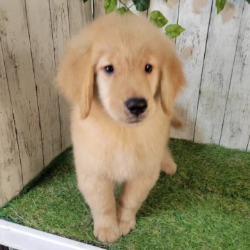 ゴールデンレトリバー【三重県・男の子・2025年8月7日・ゴールド】の写真「総額表示💰可愛い男の子♡」