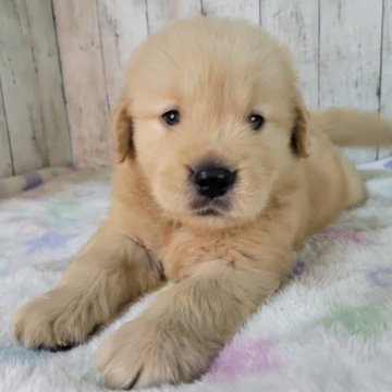 ゴールデンレトリバー【三重県・男の子・2025年9月8日・ゴールド】の写真「父JKCチャンピオン骨格のがっちりした可愛い子」