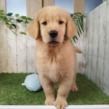 ゴールデンレトリバー【三重県・女の子・2025年9月17日・ゴールド】の写真「総額表示💰父JKCチャンピオン✨可愛い女の子♡」