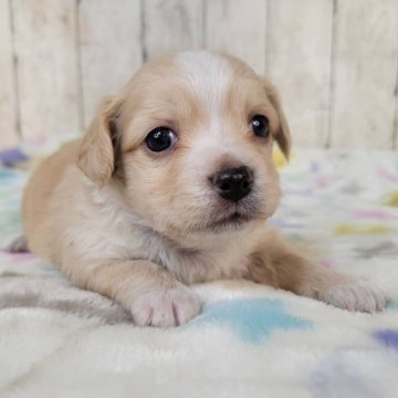 チワックス(チワワ×ダックスフンド)【三重県・男の子・2025年10月5日・オレンジ&ホワイト】の写真「兄弟の中では一番小さく甘えん坊の可愛い男の子です」