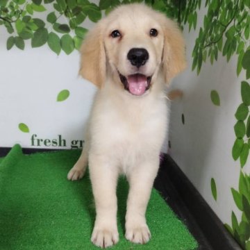 ゴールデンレトリバー【三重県・男の子・2025年7月2日・ゴールド】の写真「総額表示💰可愛い男の子♡」
