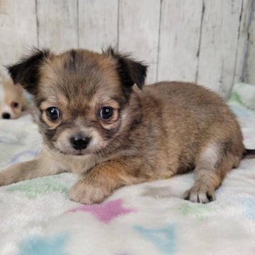 チワワ(ロング)【三重県・女の子・2025年11月1日・フォーン】の写真「総額表示💰可愛い女の子♡」