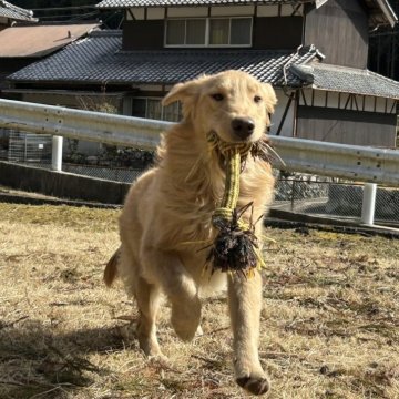 ゴールデンレトリバー【三重県・男の子・2024年6月11日・ゴールド】の写真「お父さんJKCチャンピオンです✨」