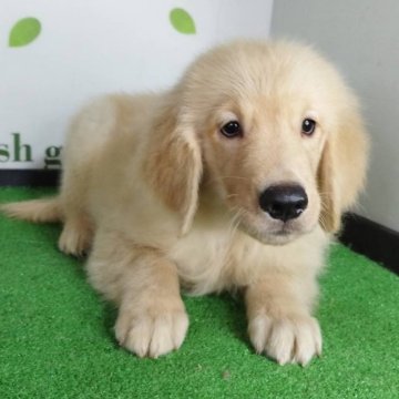 ゴールデンレトリバー【三重県・男の子・2025年7月19日・ゴールド】の写真「総額表示💰可愛い男の子♡」