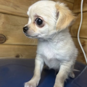 チワワ(ロング)【三重県・男の子・2025年10月26日・クリーム】の写真「愛想よく可愛い男の子です」