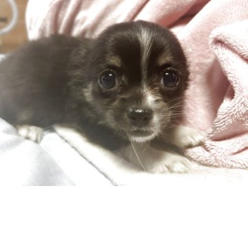 チワワ(ロング)【三重県・男の子・2025年10月24日・ブラックアンドホワイト】の写真「赤に入った白のラインがチャームポイント！」