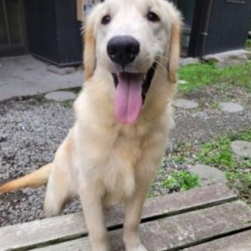 ゴールデンレトリバー【三重県・男の子・2025年4月9日・ゴールド】の写真「お父さんJKCチャンピオン！狂犬病ワクチン済♬」