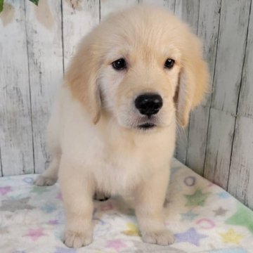 ゴールデンレトリバー【三重県・女の子・2025年8月17日・ゴールド】の写真「総額表示💰可愛い女の子♡」