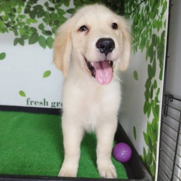 ゴールデンレトリバー【三重県・男の子・2025年7月2日・ゴールド】の写真「総額表示💰可愛い男の子♡」