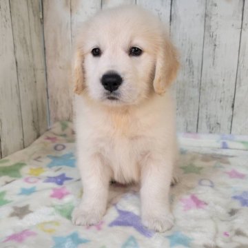 ゴールデンレトリバー【三重県・女の子・2025年9月17日・ゴールド】の写真「総額表示💰父JKCチャンピオン✨可愛い女の子♡」