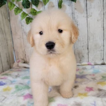 ゴールデンレトリバー【三重県・女の子・2025年10月3日・ゴールド】の写真「総額表示💰可愛い女の子♡」