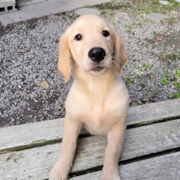 ゴールデンレトリバー【三重県・女の子・2025年7月2日・ゴールド】の写真「総額表示💰可愛い女の子♡♡」