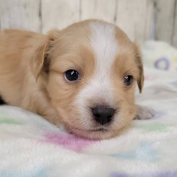 チワックス(チワワ×ダックスフンド)【三重県・男の子・2025年10月5日・オレンジ&ホワイト】の写真「兄弟では一番大いヤンチャ坊主です」