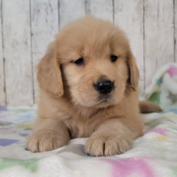 ゴールデンレトリバー【三重県・女の子・2025年9月17日・ゴールド】の写真「総額表示💰父JKCチャンピオン✨可愛い女の子♡」