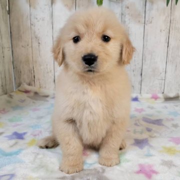 ゴールデンレトリバー【三重県・女の子・2025年10月24日・ゴールド】の写真「お父さん JKCチャンピオン直子良血」