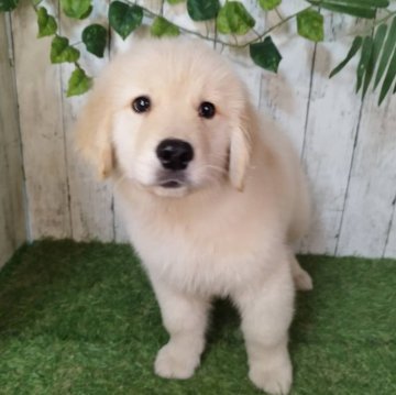 ゴールデンレトリバー【三重県・男の子・2025年9月17日・ゴールド】の写真「総額表示💰父JKCチャンピオン✨可愛い男の子♡」