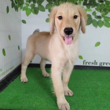 ゴールデンレトリバー【三重県・女の子・2025年7月4日・ゴールド】の写真「総額表示💰父JKCチャンピオン✨可愛い女の子♡」