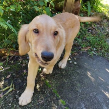 ゴールデンレトリバー【三重県・女の子・2025年6月12日・ゴールド】の写真「総額表示💰父JKCチャンピオン✨可愛い女の子♡」