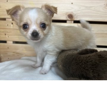 チワワ(ロング)【三重県・男の子・2025年10月26日・クリーム】の写真「クリームカラーの可愛い男の子」