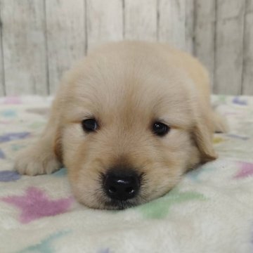 ゴールデンレトリバー【三重県・男の子・2025年9月8日・ゴールド】の写真「父JKCチャンピオン✨骨格の良い男の子♡」