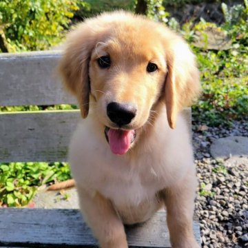 ゴールデンレトリバー【三重県・男の子・2025年8月7日・ゴールド】の写真「総額表示💰可愛い男の子♡」