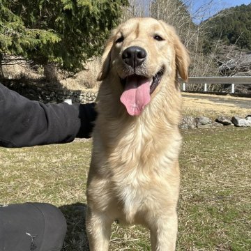 ゴールデンレトリバー【三重県・女の子・2024年6月11日・ゴールド】の写真「お父さんJKCチャンピオン元気な女の子です☆」
