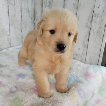 ゴールデンレトリバー【三重県・男の子・2025年9月8日・ゴールド】の写真「父JKCチャンピオン骨格のがっちりした可愛い子」