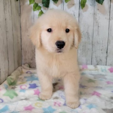 ゴールデンレトリバー【三重県・男の子・2025年9月26日・ゴールド】の写真「総額表示💰父JKCチャンピオン✨可愛い男の子♡」