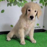 ゴールデンレトリバー