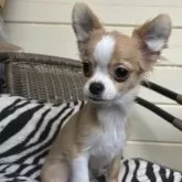 チワワ(ロング)