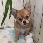 チワワ(ロング)
