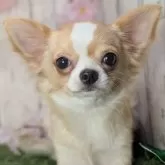 チワワ(ロング)