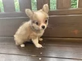 チワワ(ロング)