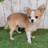 チワワ(ロング)