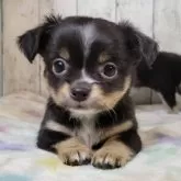 チワワ(ロング)