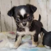 チワワ(ロング)