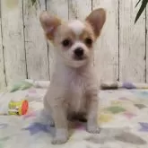 チワワ(ロング)