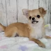 チワワ(ロング)