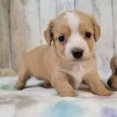 チワックス(チワワ×ダックスフンド)【三重県・女の子・2025年10月5日・オレンジ&ホワイト】の写真1「歯も生え始めしっかり歩くようになってきました。離乳食も練習中です」